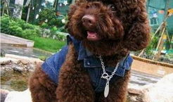 狗狗交配的视频,揭秘繁殖过程的真实画面